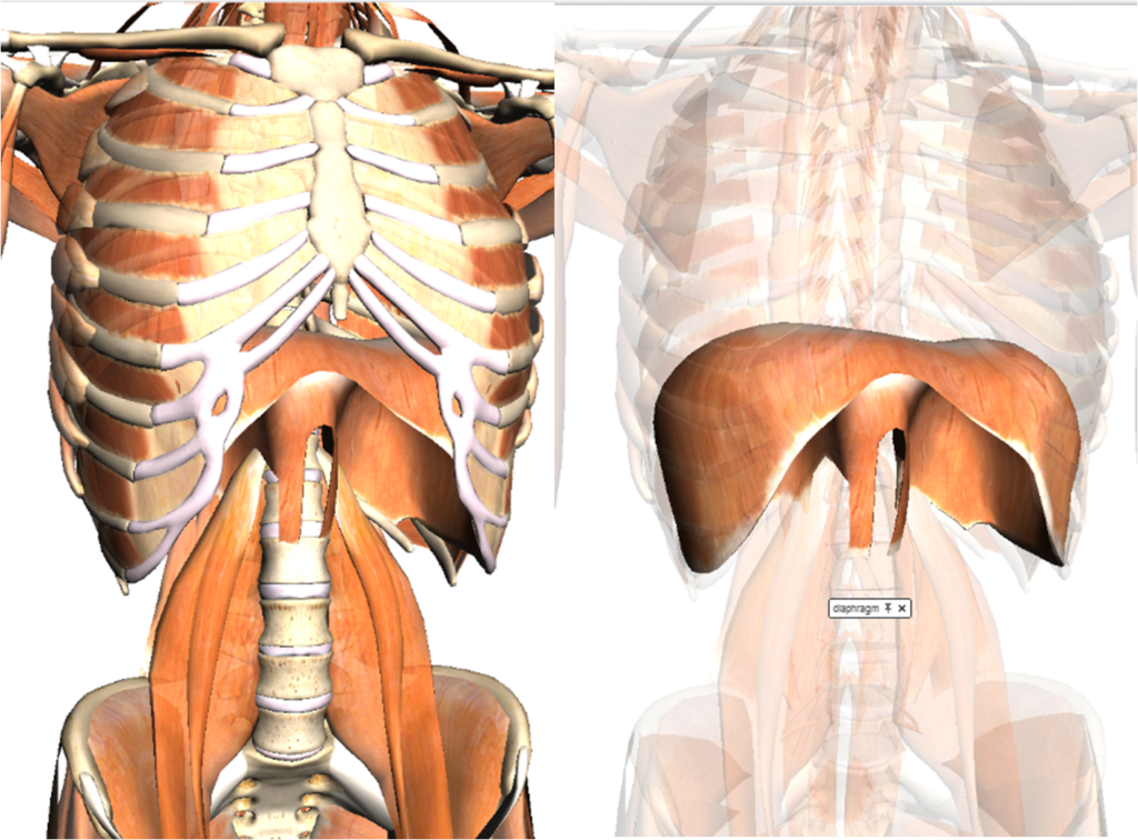 sistema muscular do tronco