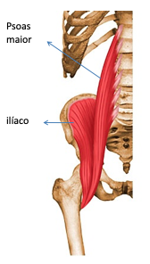 foto que mostra psoas múscula da alma